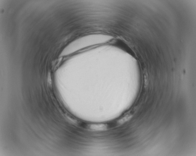 X0000064720089200603131239