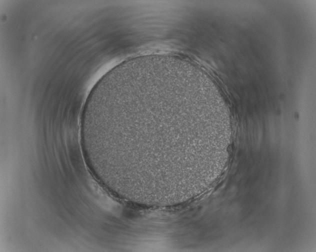 X0000064720100200603131238