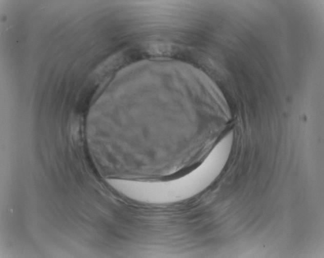 X0000064720233200603131236