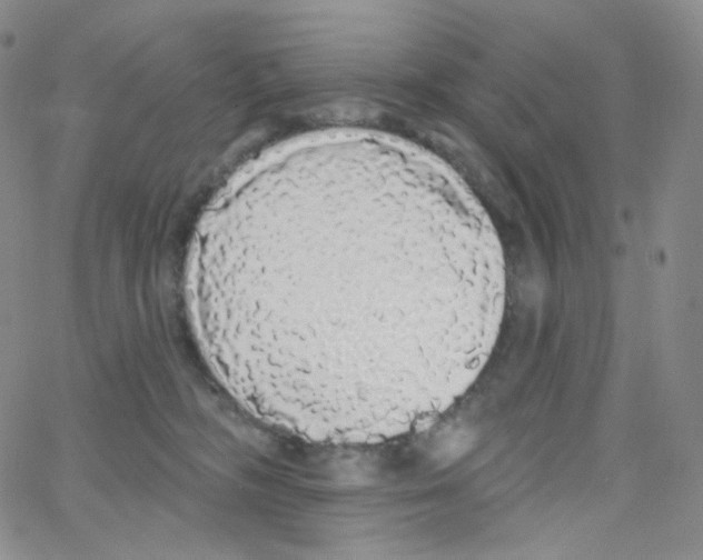 X0000064720326200603131234
