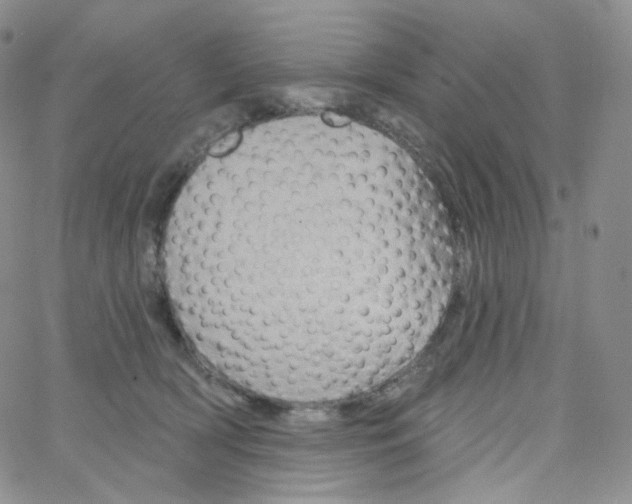 X0000064720418200603131233
