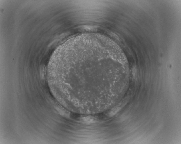 X0000064720423200603131233