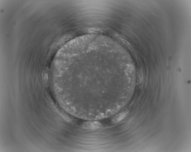 X0000064720427200603131233