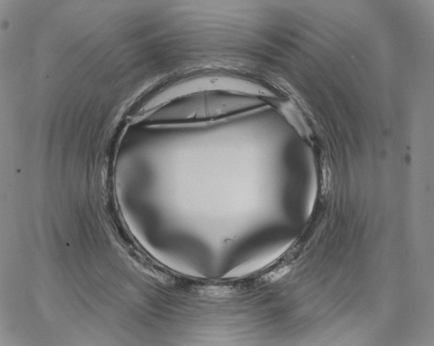X0000064720444200603131232