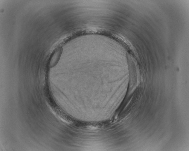 X0000064720496200603131231