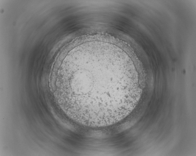 X0000064720534200603131230