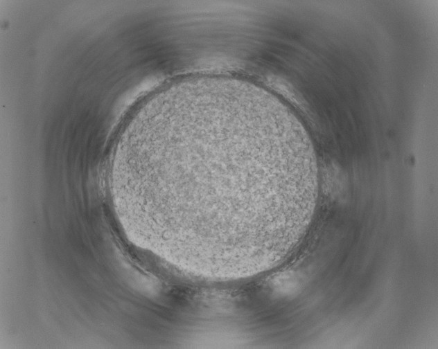 X0000064720632200603131229