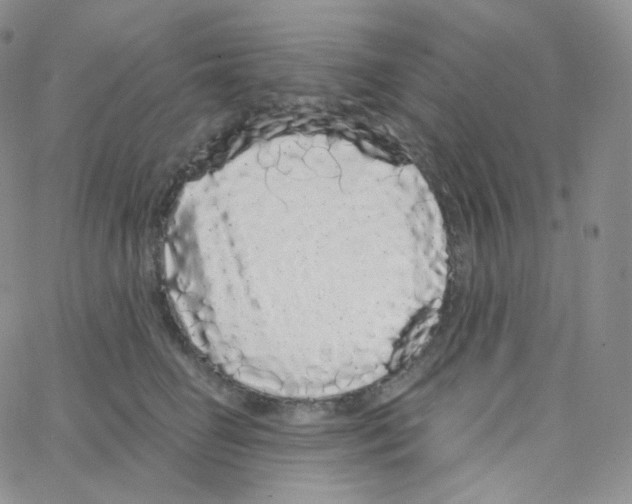 X0000064720662200603131229