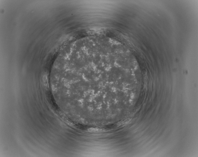 X0000064720699200603131228