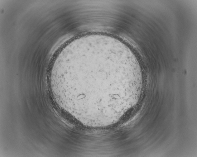 X0000064720782200603131226