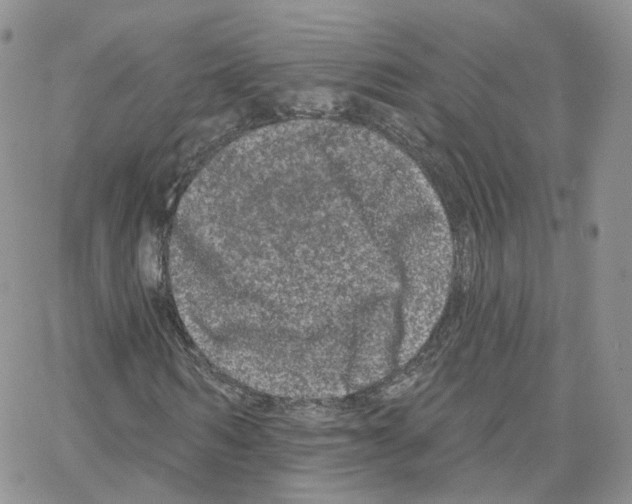 X0000064720962200603131223