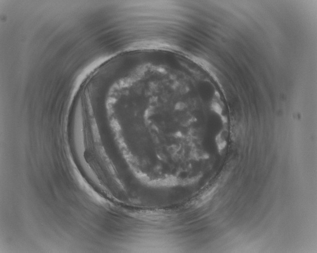 X0000064720995200603131223