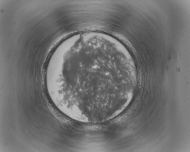 X0000064721031200603131222