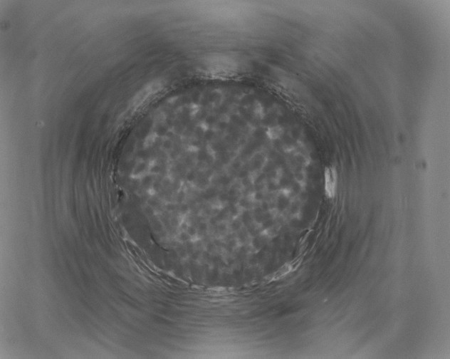 X0000064721155200603131220