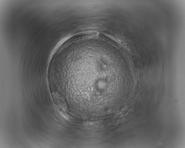 X0000064730147200602101159