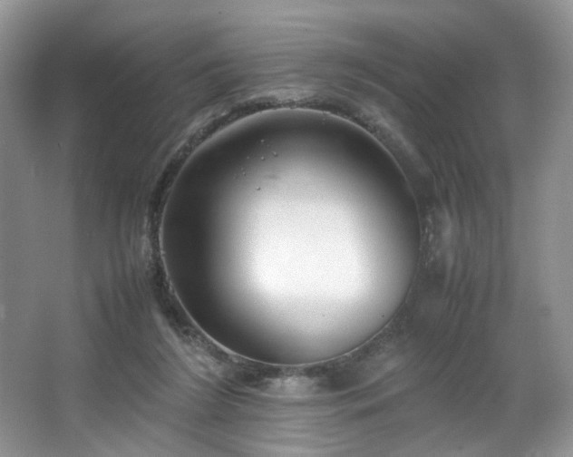 X0000064730212200602101158