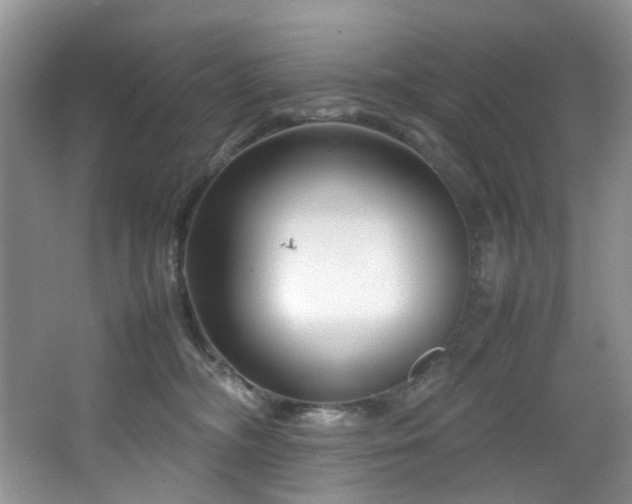 X0000064730326200602101156