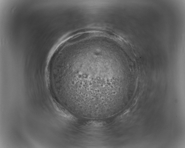 X0000064730343200602101155