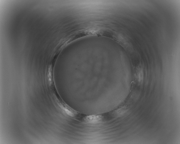 X0000064730526200602101153