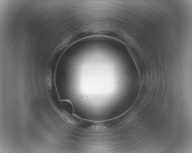 X0000064730644200602101151