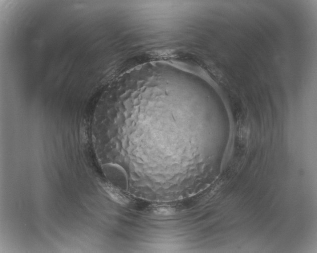 X0000064730658200602101151