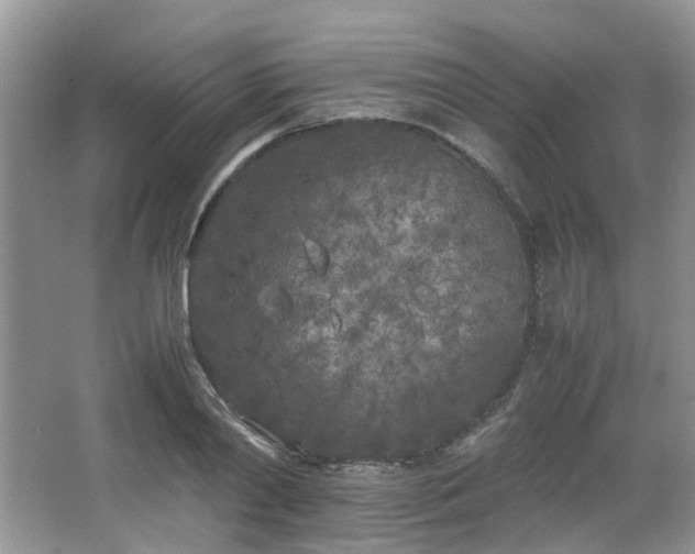 X0000064730790200602101148