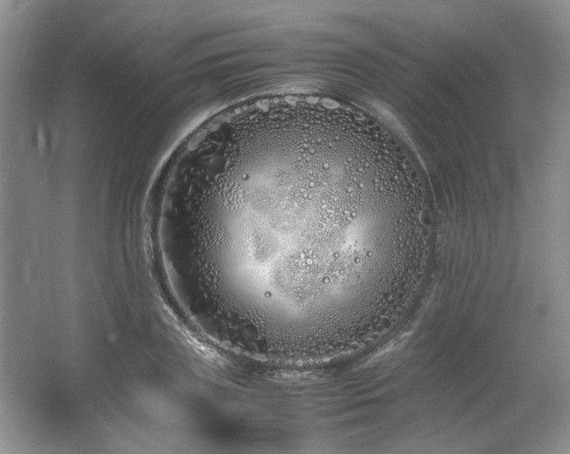 X0000064730835200602101148