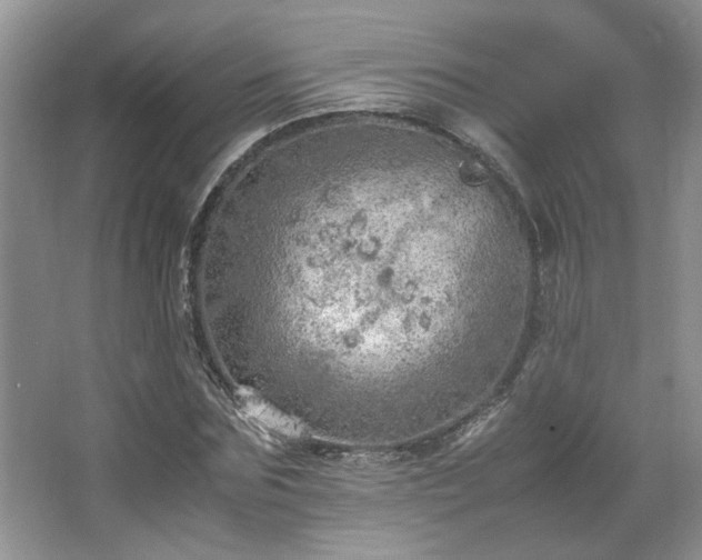 X0000064730875200602101147