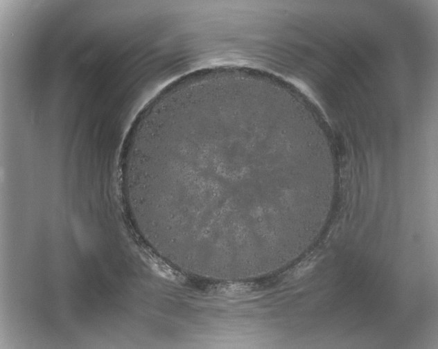 X0000064730879200602101147