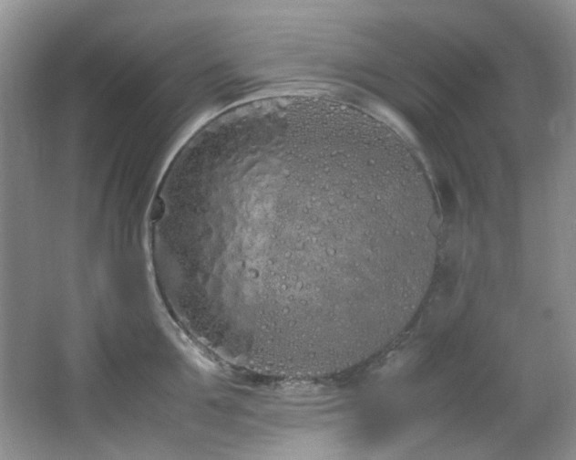 X0000064730907200602101146