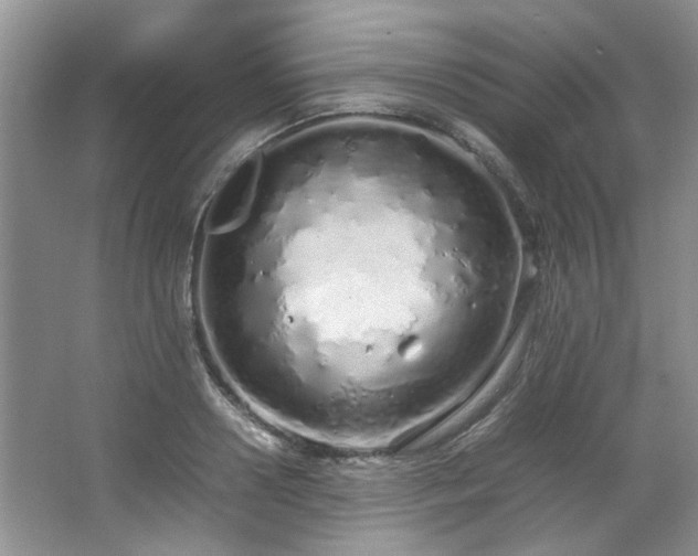 X0000064730938200602101146