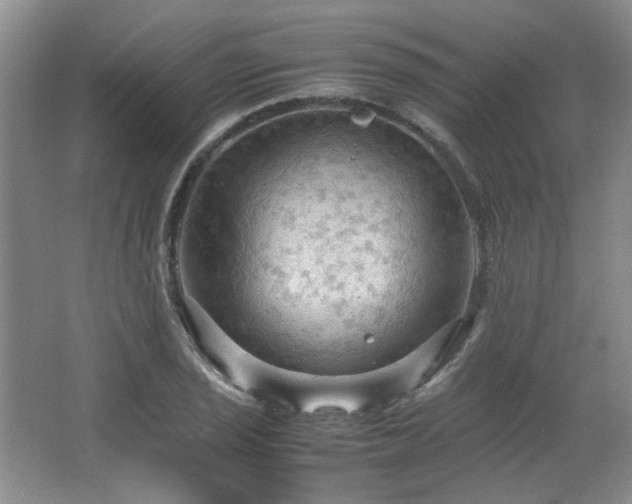 X0000064731029200602101144