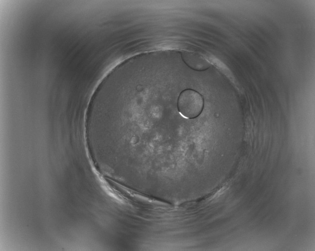 X0000064731039200602101144