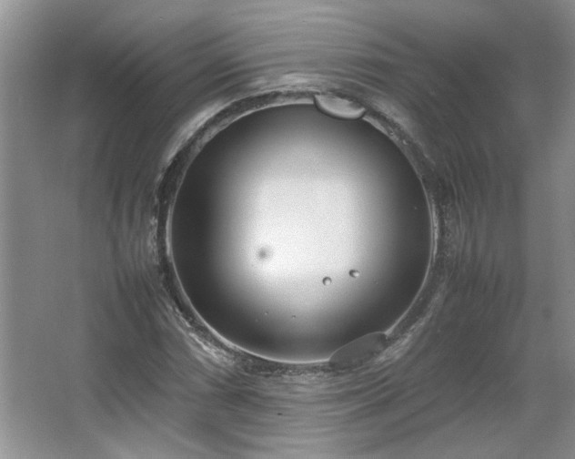 X0000064731066200602101144