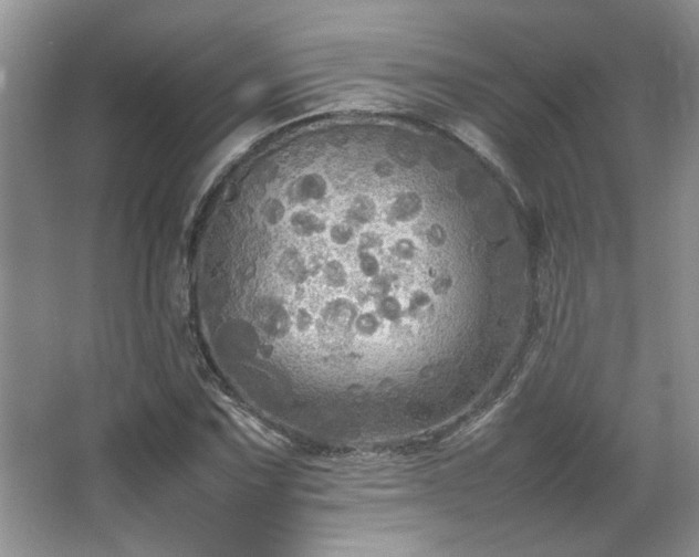 X0000064731067200602101144