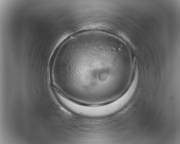 X0000064731079200602101144