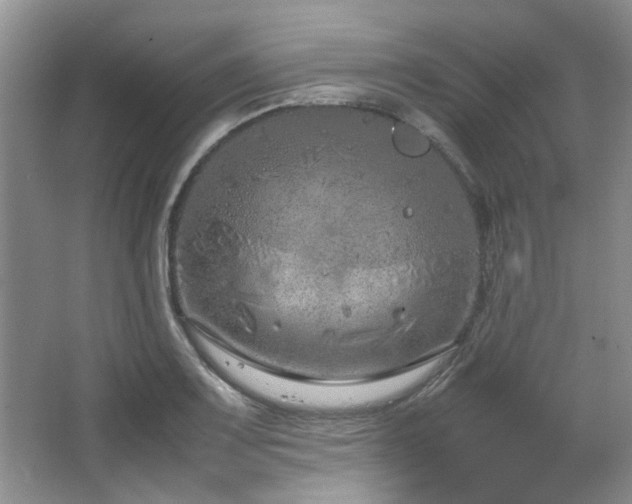 X0000064731083200602101143