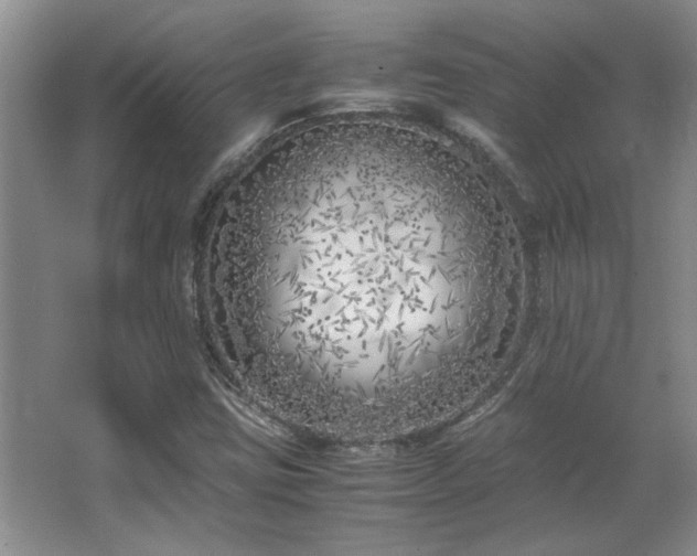 X0000064731403200602101138