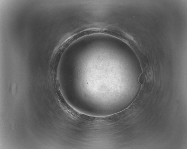 X0000064731448200602101137