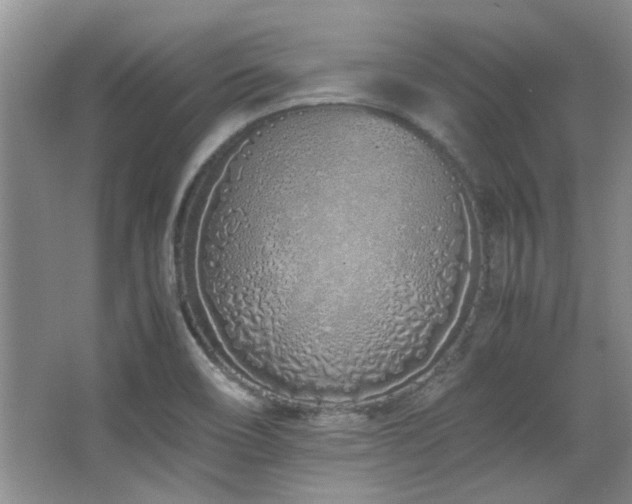 X0000064731466200602101137