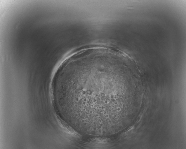 X0000064730343200602131256