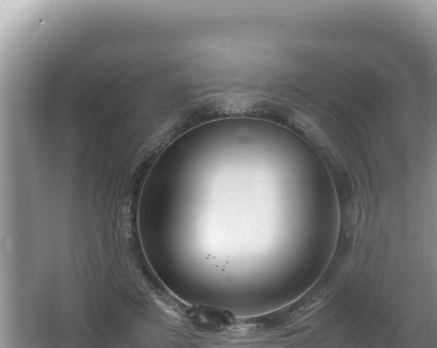 X0000064730497200602131254