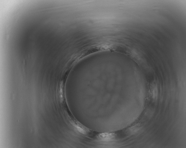 X0000064730526200602131253