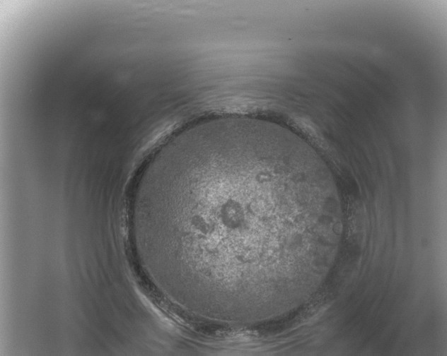 X0000064730683200602131251