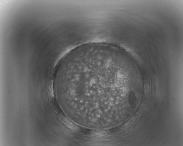 X0000064731262200602131241