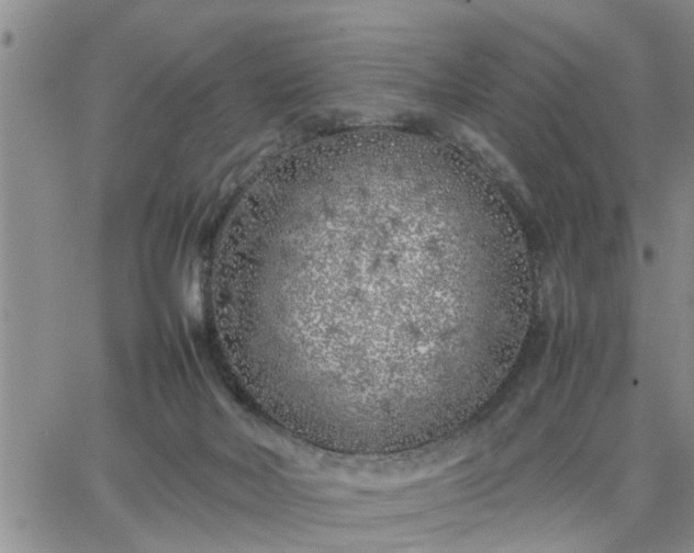 X0000064730026200602171653