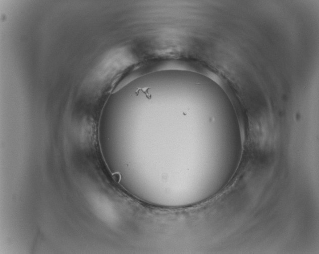 X0000064730029200602171653