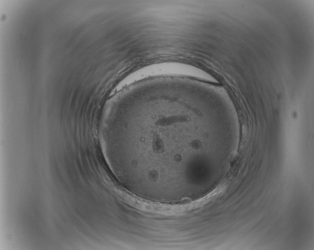 X0000064730048200602171653