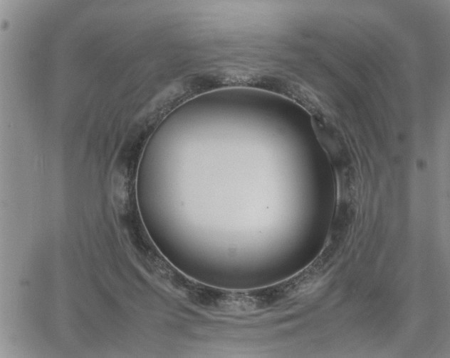 X0000064730215200602171650