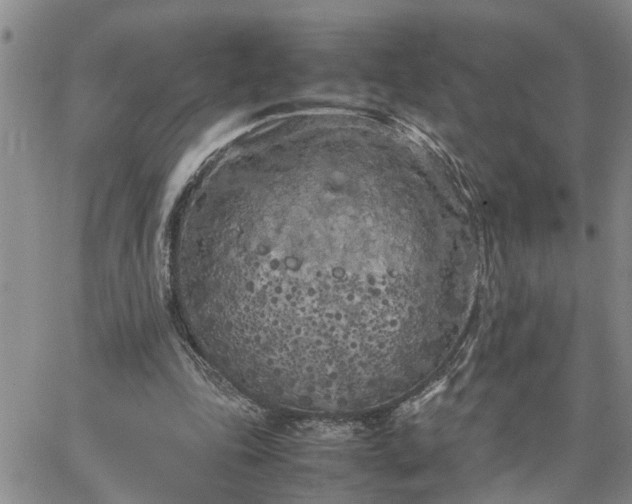 X0000064730343200602171647